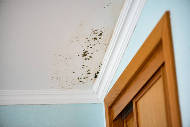 Best Mold Damage Repair  in Continental, OH