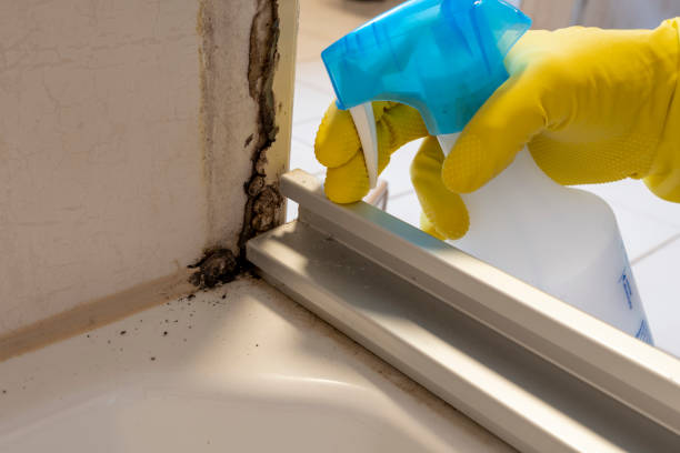 Best Water Damage Restoration  in Continental, OH