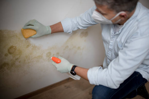Best Office Mold Removal Services  in Continental, OH