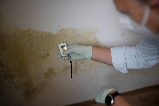 Best Home Mold Removal  in Continental, OH