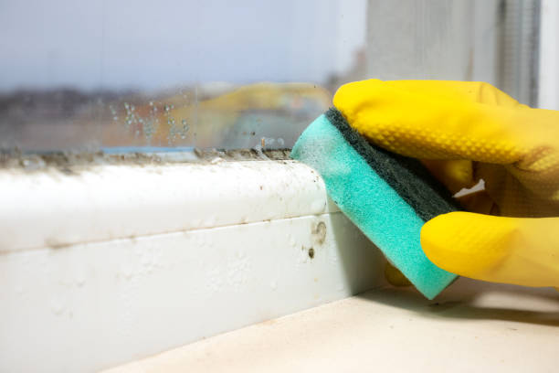 Best Mold Testing and Removal  in Continental, OH