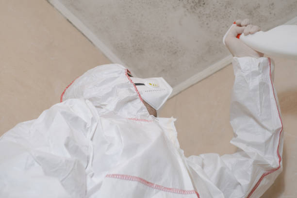 Best Commercial Mold Removal  in Continental, OH
