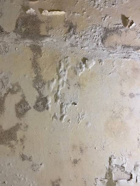 Office Mold Removal Services in Continental, OH