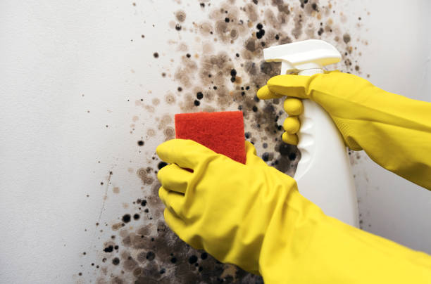 Mold Testing and Removal in Continental, OH