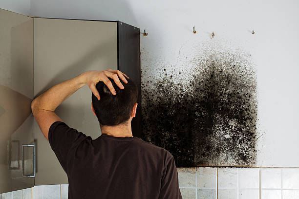 Best Certified Mold Removal  in Continental, OH